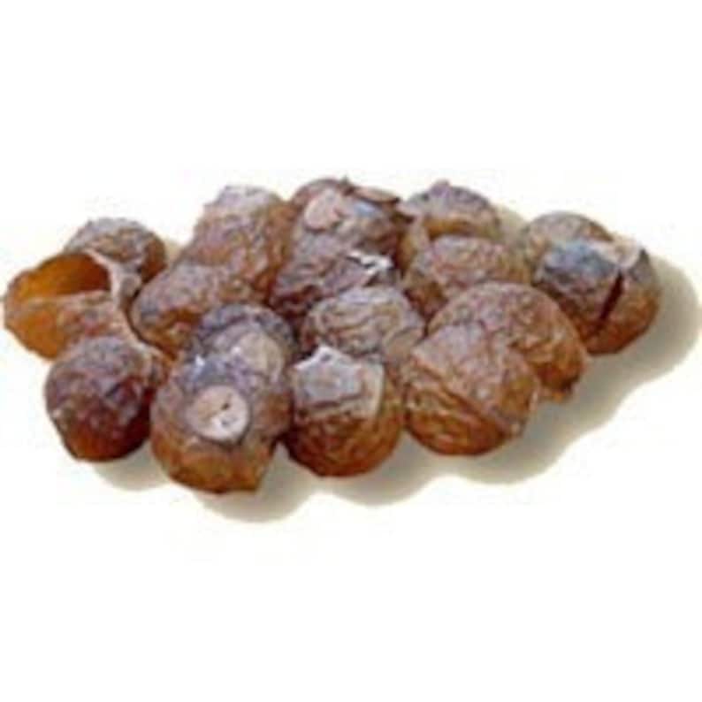 5 Organic Wild Harvested Sapindus Mukorossi Seeds Soapnut Seeds