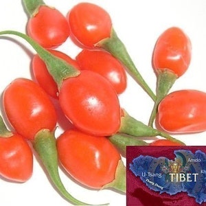 Goji Seeds 500 Tibetan Grown Organic GOJI Berry Seeds image 1