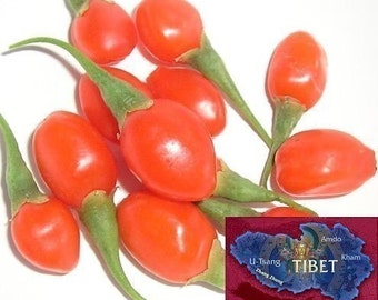 Goji Seeds - 500 Tibetan Grown Organic GOJI Berry Seeds