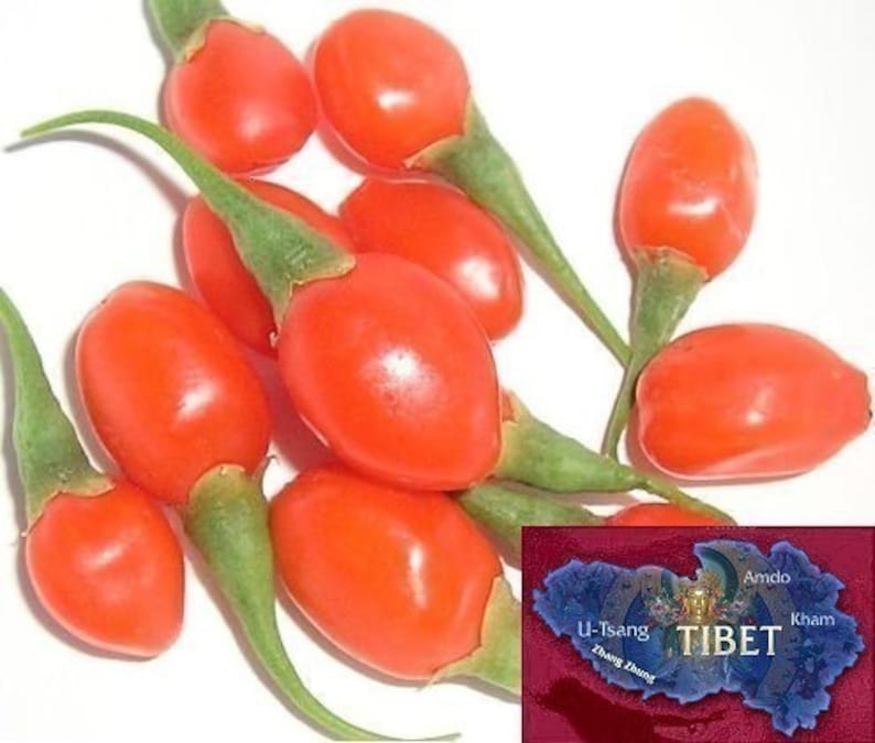 Goji Seeds 500 Tibetan Grown Organic GOJI Berry Seeds image 1