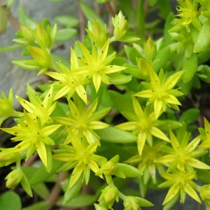 May include: Close-up of a cluster of small, bright yellow flowers with five petals each. The flowers are growing on a green stem with small, pointed leaves.