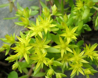 Stringy Stonecrop (Sedum Sarmentosum) - 20 Seeds - Graveyard Moss Ground Cover Hardy Succulent