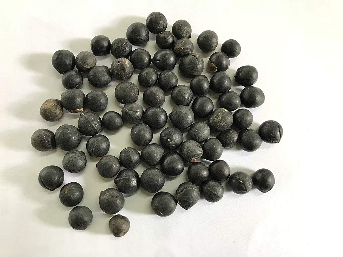 Soapnut Seeds 5 Organic Wild Harvested Sapindus Mukorossi Etsy