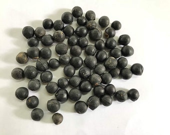 Soapnut Seeds - 10 Organic Wild Harvested Sapindus Mukorossi Seeds