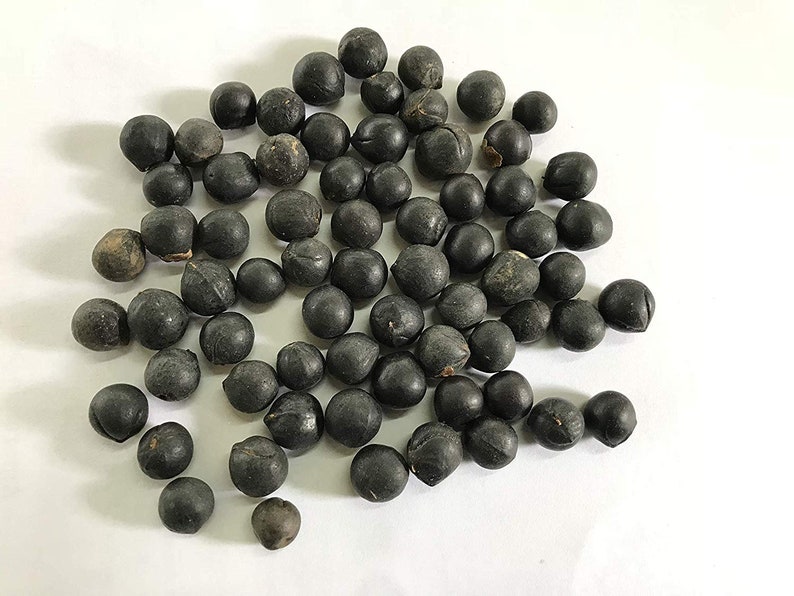 5 Organic Wild Harvested Sapindus Mukorossi Seeds Soapnut Seeds