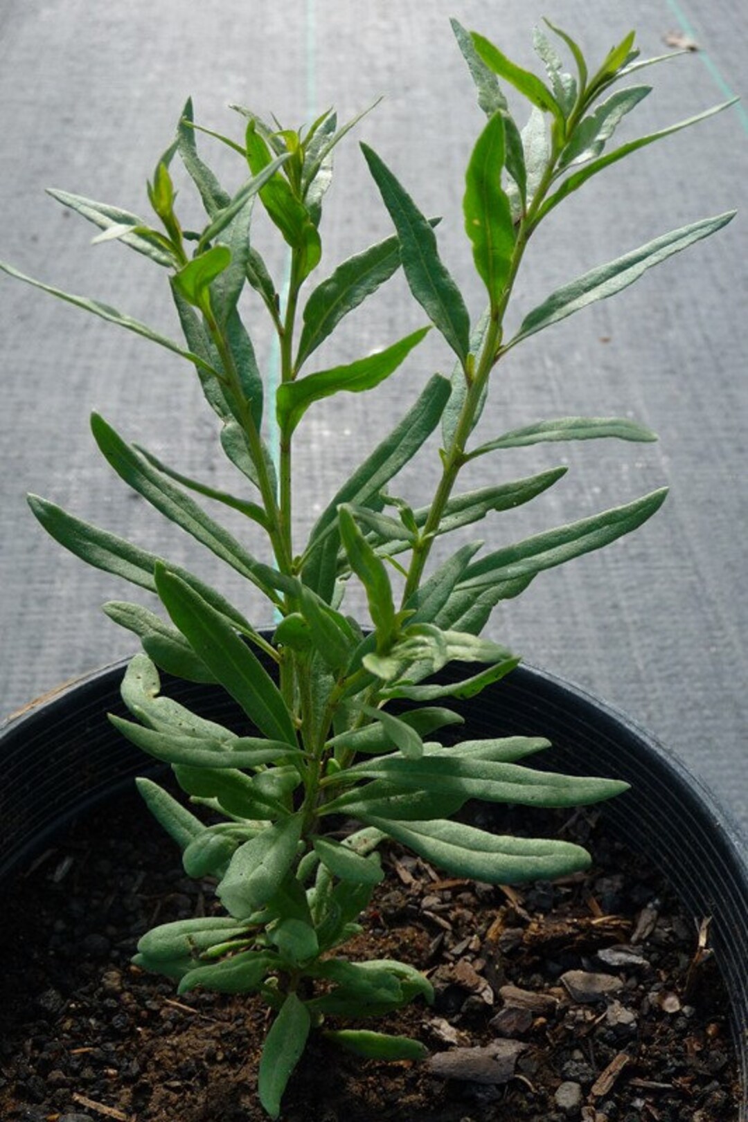 ORGANIC Goji Berry Plant (lycium Barbarum Tree) - Etsy