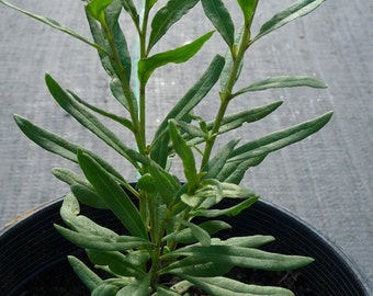 ORGANIC Goji Berry Plant (Lycium Barbarum Tree)