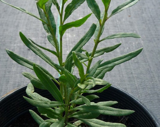 ORGANIC Goji Berry Plant (lycium Barbarum Tree) - Etsy