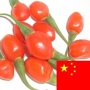 Goji Seeds - 1000 Certified Organic GOJI Berry Seeds From China