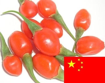 Goji Seeds - 1000 Certified Organic GOJI Berry Seeds From China