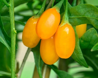 Yellow Goji Berry Seeds - 10 Amber Sweet Golden Wolfberry Seeds