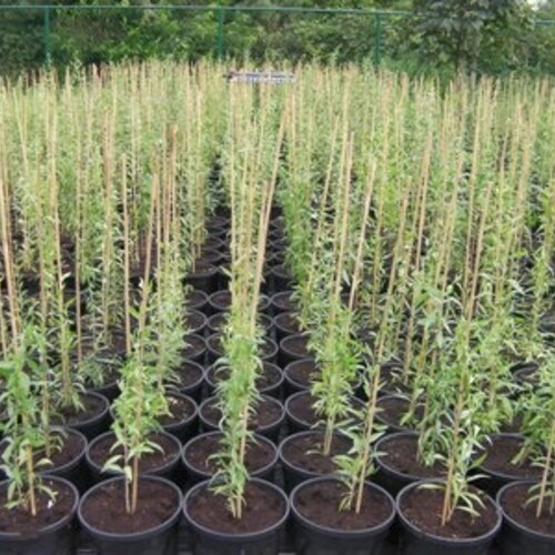 Live Goji Berry Plant /'Wolfberry/' Lycium barbarum Organic Tree Seedling Sapling Perennial Superfood Antioxidant Red Fruit Non-gmo Rare Gift