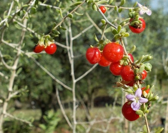 Arizona Desert-Thorn "Littleleaf" Goji Berry Seeds - 25 Lycium Exsertum Littleleaf Wolfberry Seeds