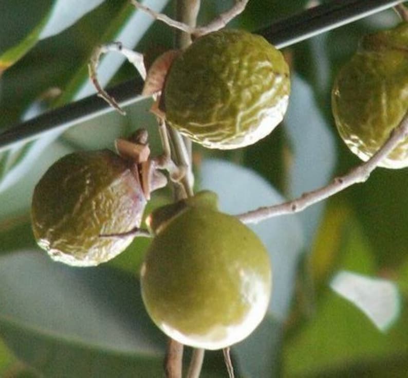 5 Organic Wild Harvested Sapindus Mukorossi Seeds Soapnut Seeds