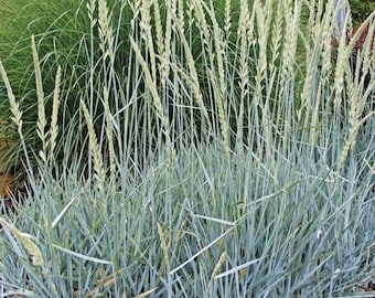 6 Blue Dune Lyme Sea Grass Starter Plants (Organically Grown Leymus Arenarius)