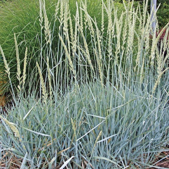 6 Blue Dune Lyme Sea Grass Starter Plants organically Grown Etsy