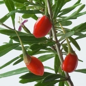 Goji Seeds 500 Tibetan Grown Organic GOJI Berry Seeds image 2