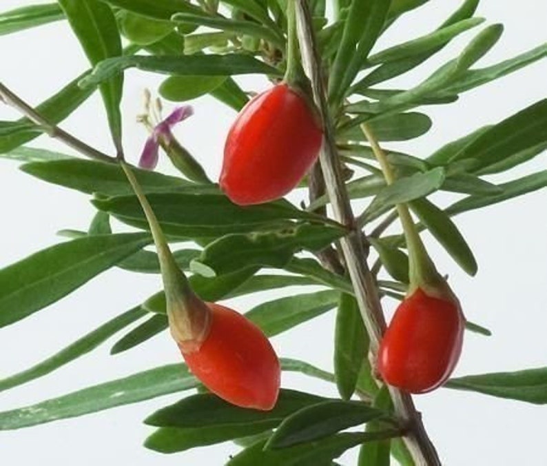 Goji Seeds 500 Tibetan Grown Organic GOJI Berry Seeds image 2