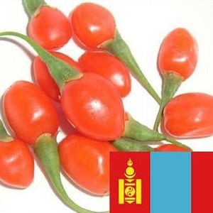 Goji Seeds 1000 Mongolian Certified Organic GOJI Berry Seeds image 1