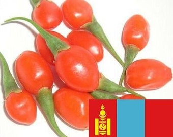 Goji Seeds - 1000 Mongolian Certified Organic GOJI Berry Seeds