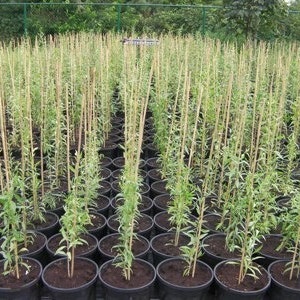 May include: A nursery of young trees growing in black pots with wooden stakes for support. The trees are all the same species and are growing in rows.