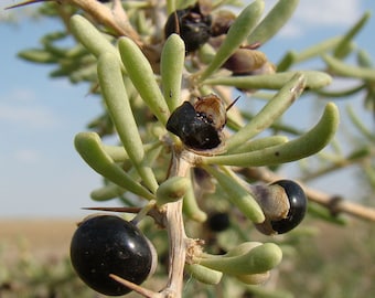Black Goji Berry Seeds - 20 Organic Lycium Ruthenicum Black Wolfberry Seeds (Not In Pods)