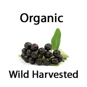 Maqui Seeds - 15 Organic Wild Harvested Maqui / Chilean Wineberry (Aristotelia Chilensis) Seeds