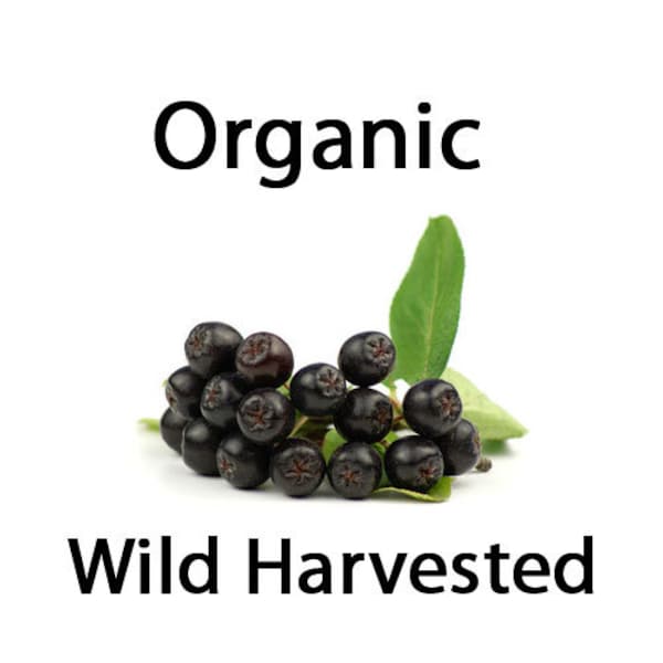 Maqui Seeds - 15 Organic Wild Harvested Maqui / Chilean Wineberry (Aristotelia Chilensis) Seeds