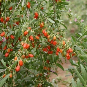 Goji Seeds 500 Tibetan Grown Organic GOJI Berry Seeds image 3