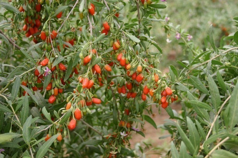 Goji Seeds 500 Tibetan Grown Organic GOJI Berry Seeds image 3