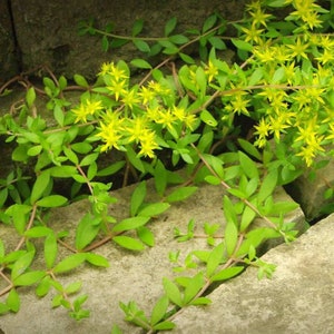 Stringy Stonecrop Sedum Sarmentosum Gold Moss Ground Cover Hardy Succulent 20 Cuttings Organically Grown image 3