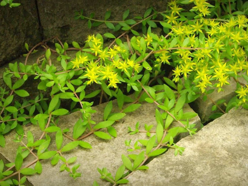 Stringy Stonecrop Sedum Sarmentosum Gold Moss Ground Cover Hardy Succulent 20 Cuttings Organically Grown image 3