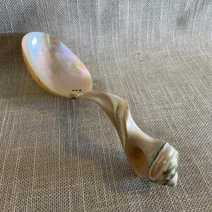 Puede incluir: Una cuchara decorativa hecha de una concha marina, con un cuenco iridiscente y un mango curvado. El mango tiene un patrón natural arremolinado en tonos beige y verde. La cuchara mide aproximadamente 15 cm de largo.