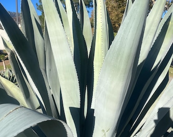 Maguey Agave live plant (agave americana) (century agave)