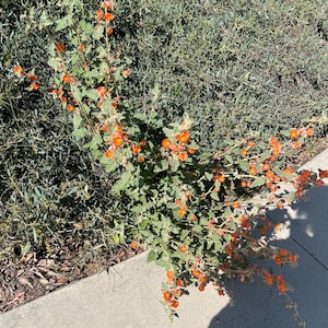Globe mallow orange (Sphaeralcea ambigua) seeds