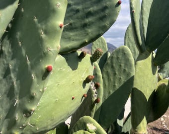 Opuntia ficus indica live plant 2pack