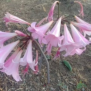 6 Amaryllis Squamigera AKA naked lady AKA resurrection lily bulbs