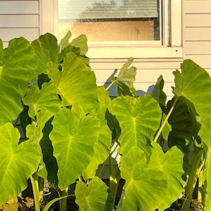 4 Elephant Ear AKA Taro bulbs