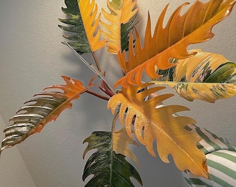 Philodendron Caramel Marble variegated bottom cut with one leaf