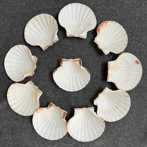 May include: A collection of ten white scallop shells arranged in a circle on a gray surface. The shells are all different sizes and shapes, but they are all the same color.