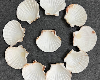 20/10/1 Large Scallop Shells for DIY Crafts, Wedding Decor, Candle Making, Decoupage Supplies, Beach Theme Decorations, or Art Projects