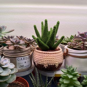 May include: A collection of potted succulents and a crocheted succulent in a brown and beige pot. The pots are made of ceramic and have a rustic look. The succulents are green and have a variety of shapes and sizes. The crocheted succulent is a realistic representation of a real succulent.