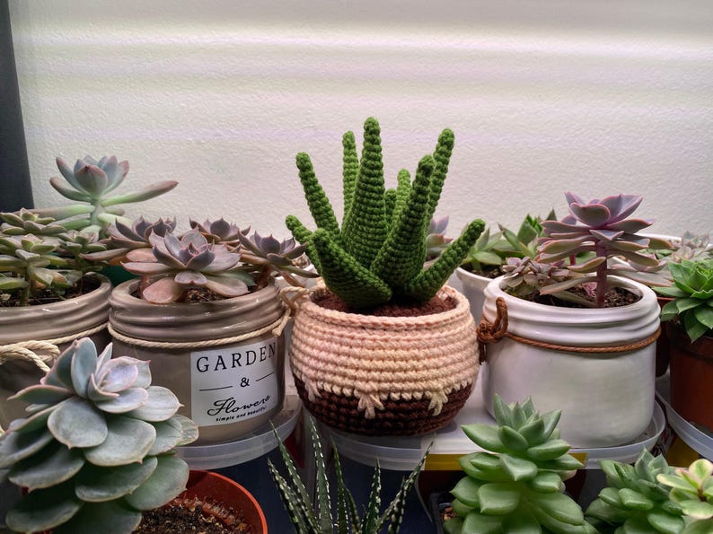 May include: A collection of potted succulents and a crocheted succulent in a brown and beige pot. The pots are made of ceramic and have a rustic look. The succulents are green and have a variety of shapes and sizes. The crocheted succulent is a realistic representation of a real succulent.