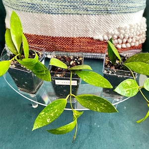 Hoya Gracilis