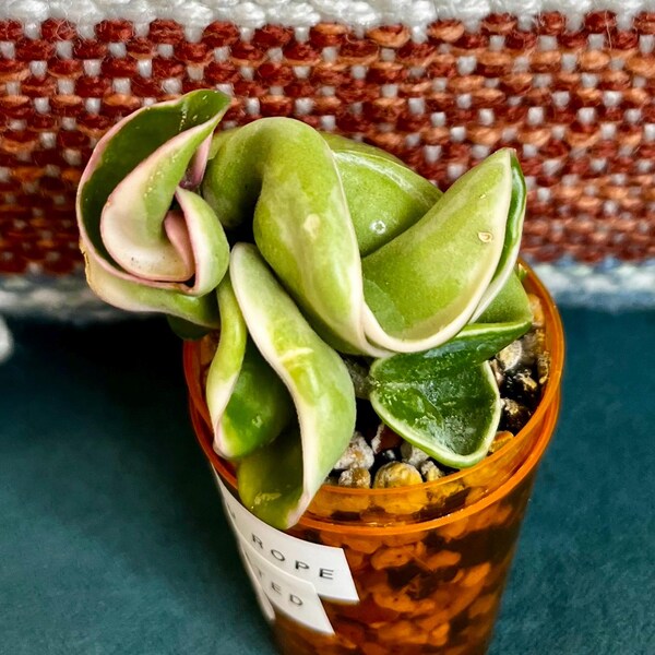Variegated Hindu Rope Hoya - Etsy