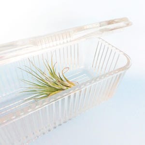Vintage Federal Glass Refrigerator Dish: 1950s Vegetable Motif Food Keeper