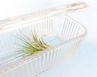Vintage Federal Glass Refrigerator Dish: 1950s Vegetable Motif Food Keeper