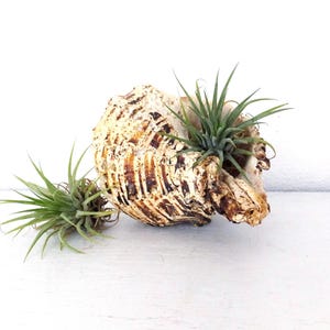 Rustieke luchtplantenhouder schelp: natuurlijk stranddecoratie (5&quot; lang)