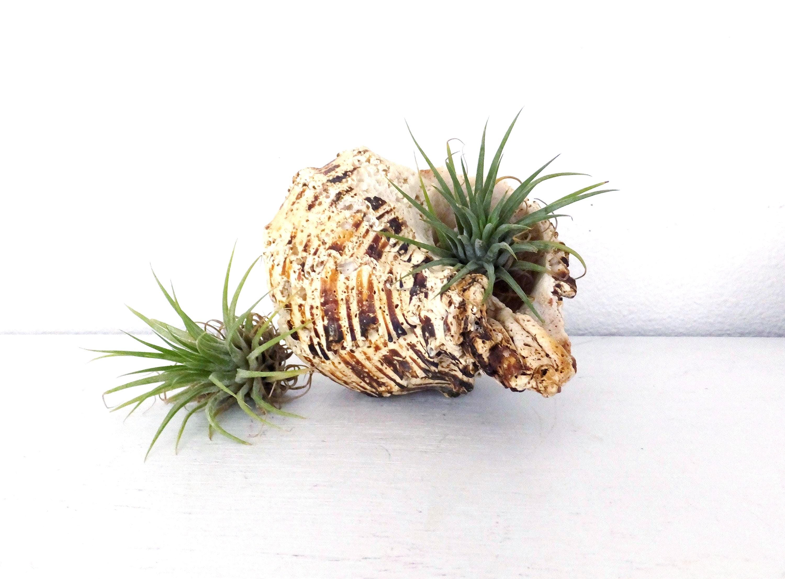 Rustic Natural Seashell Air Plant Holder Planter Natural Home Decor Beach Home Decor Boho Decor Large Shell Display Shell Rustic Home Decor