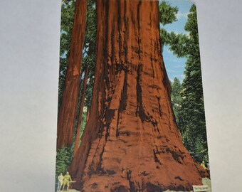 Mid Century The Presidents Tree, Sequoia National Park, California Postcard